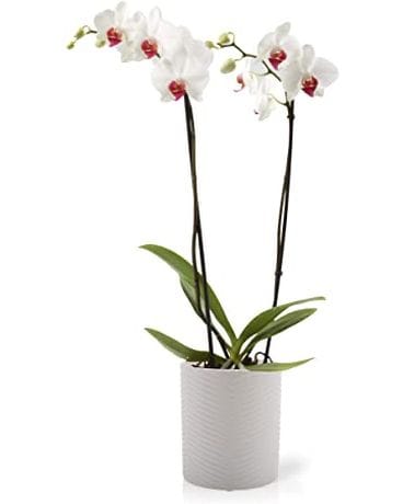 Beautiful Seasonal Flowers Banner